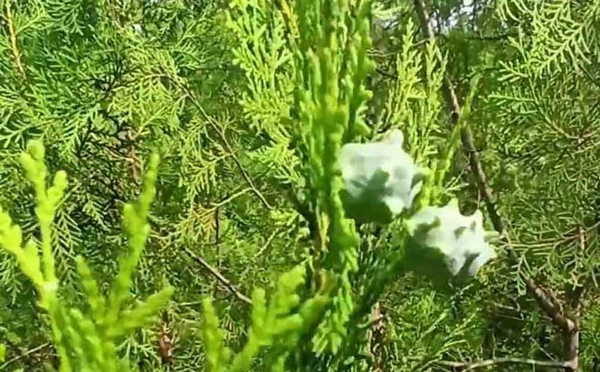 柏树籽是什么东西？