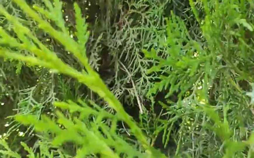 香柏是什么植物？