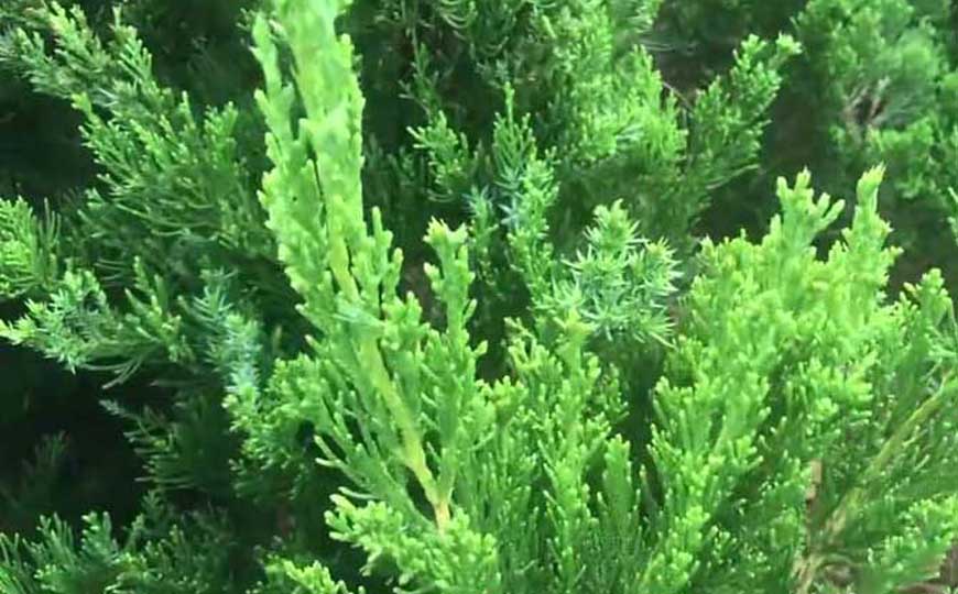 龙柏是什么植物？