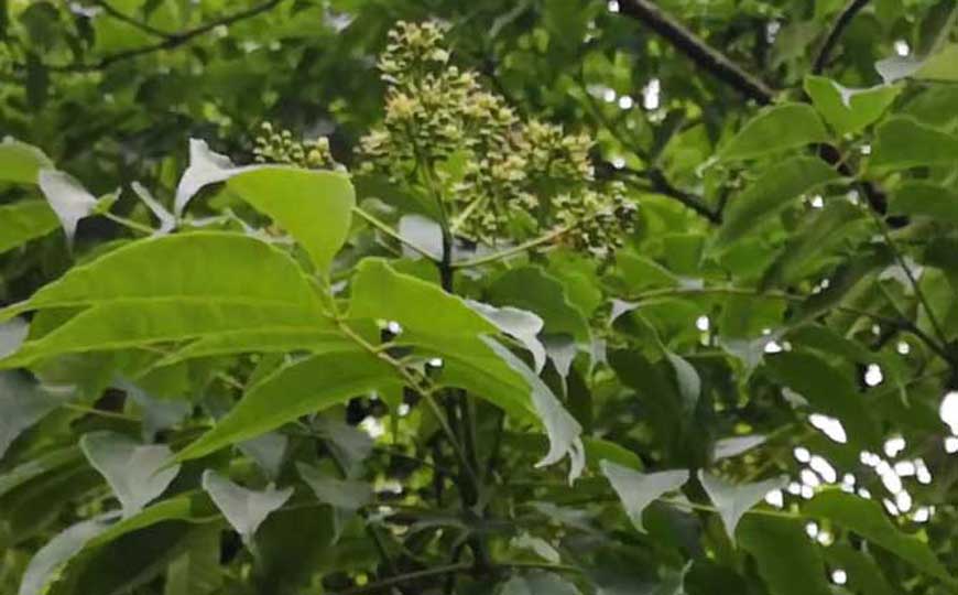黄柏是什么植物？