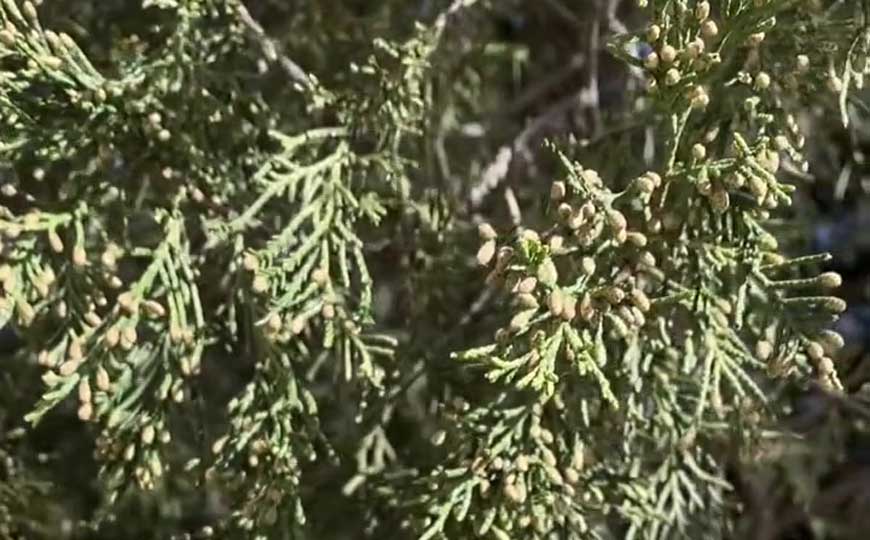 花柏是什么植物？