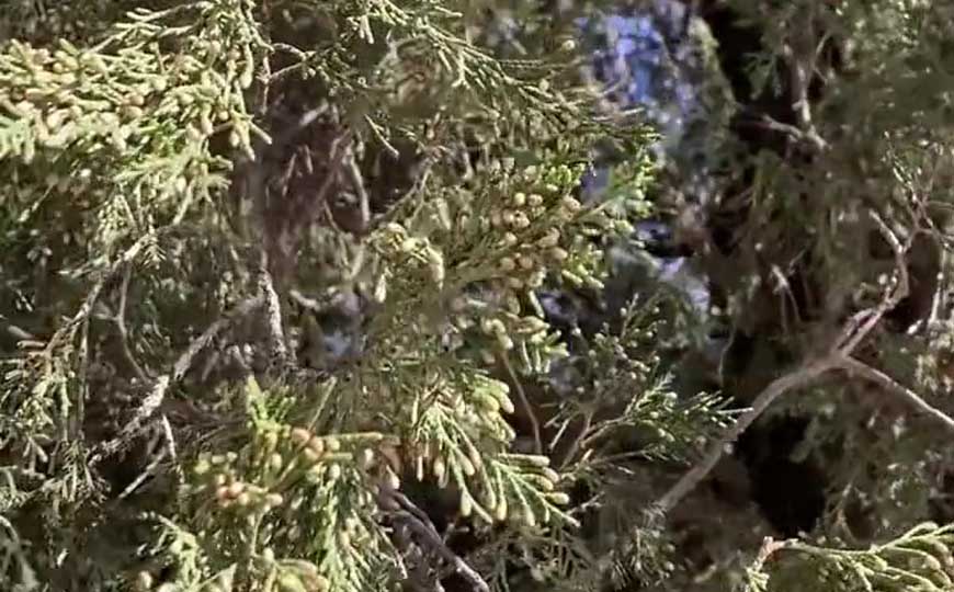花柏