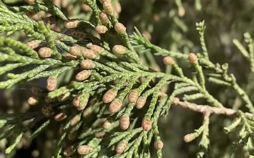 花柏
