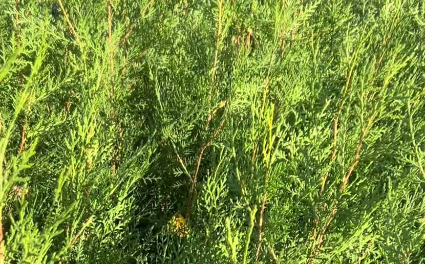 千头柏是什么植物？