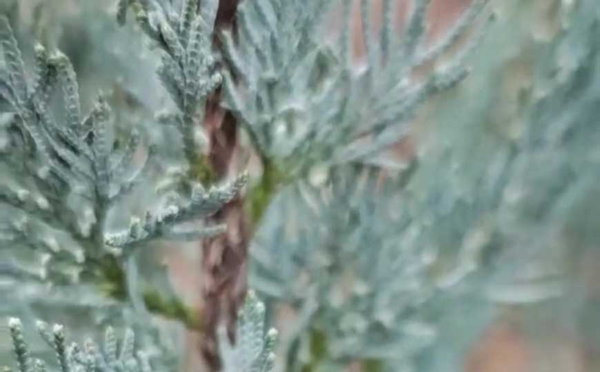 铅笔柏是什么植物？