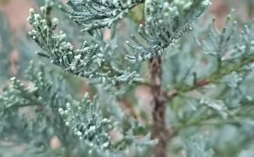 铅笔柏