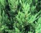 柏树苗价格多少钱一棵？