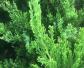 龙柏是什么植物？