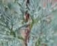 铅笔柏是什么植物？