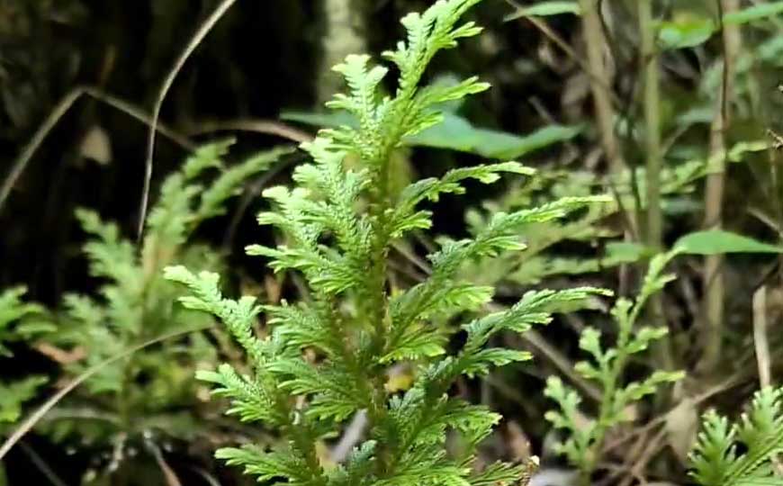 石上柏是什么植物？