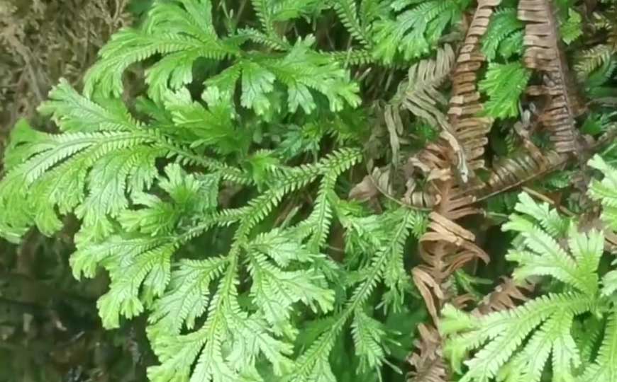 石上柏