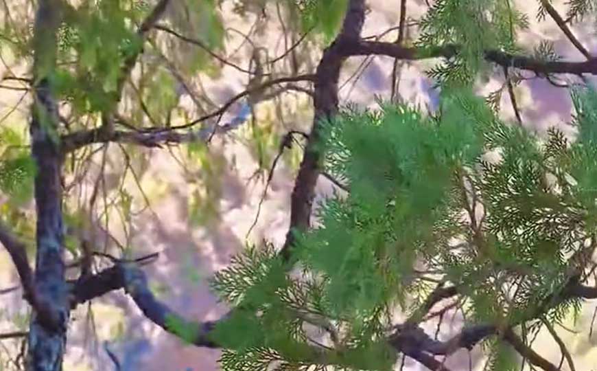 崖柏