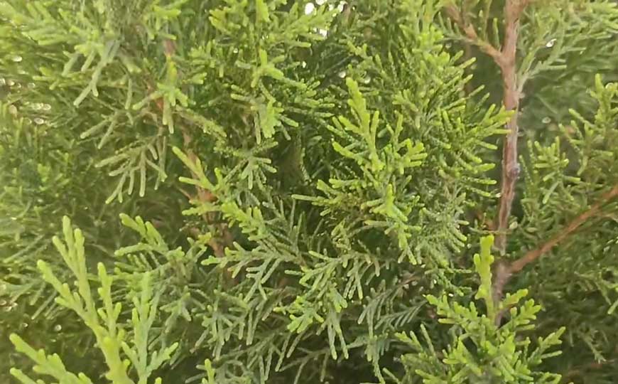 圆柏是什么植物？