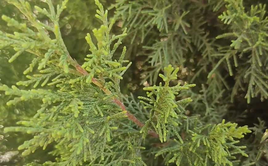 圆柏