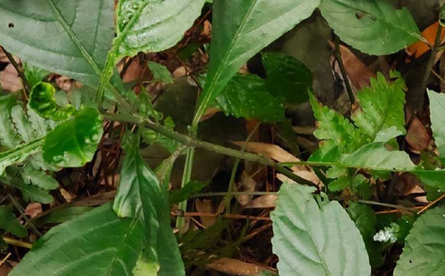板蓝根(板蓝、菘蓝)