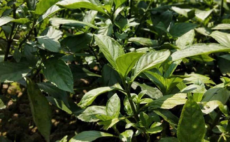 板蓝根是什么植物？