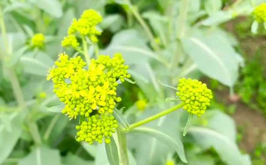 菘蓝是什么植物？