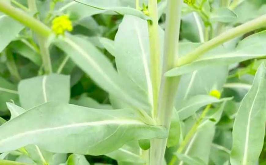 菘蓝