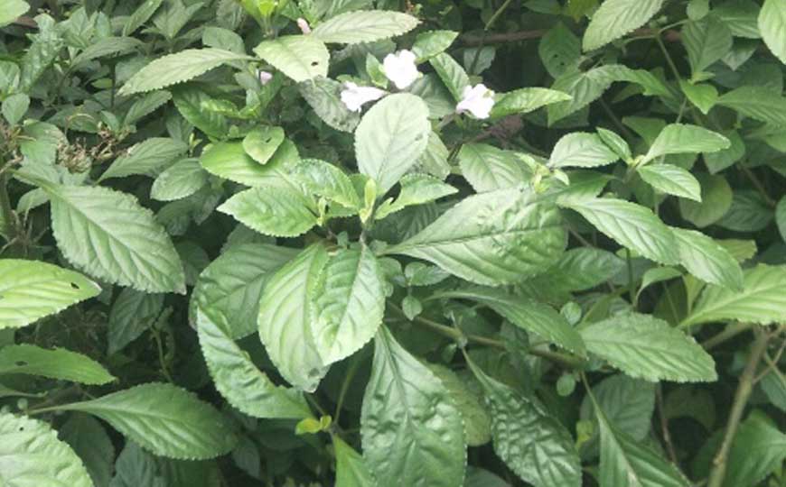 南板蓝根是什么植物？