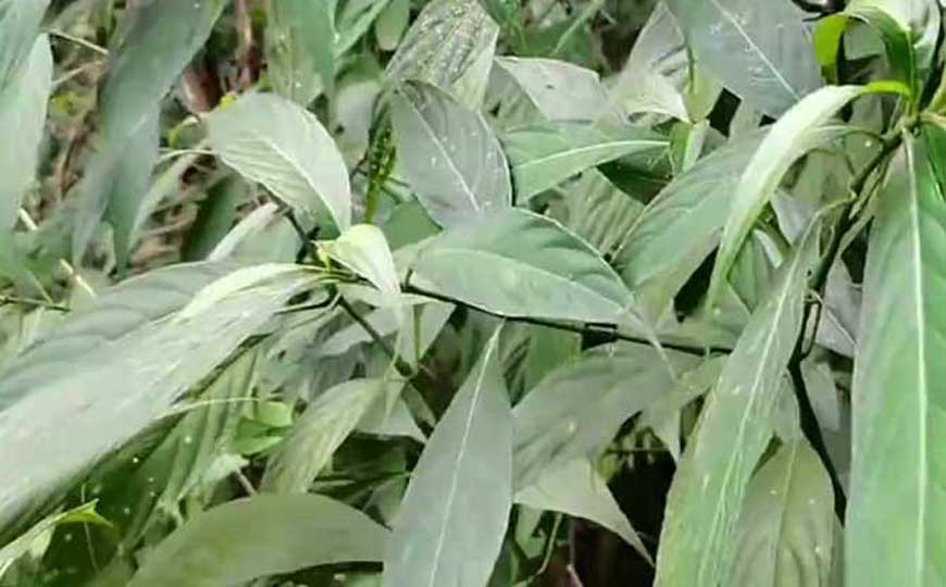 板蓝根