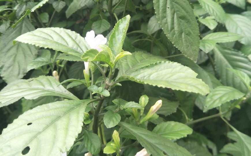 板蓝根价格多少钱一斤？