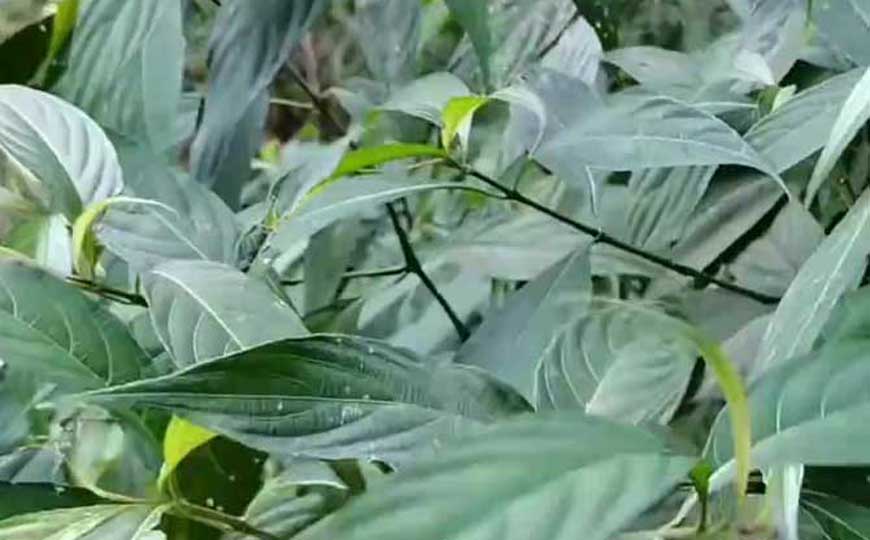 板蓝根可以天天喝吗？
