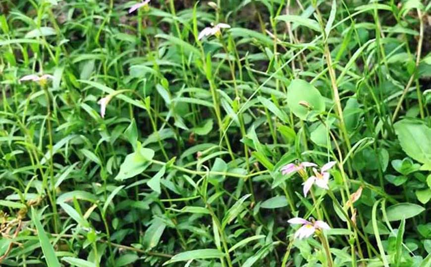 半边莲(瓜仁草、细米草)