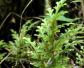 石上柏是什么植物？