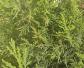 圆柏是什么植物？