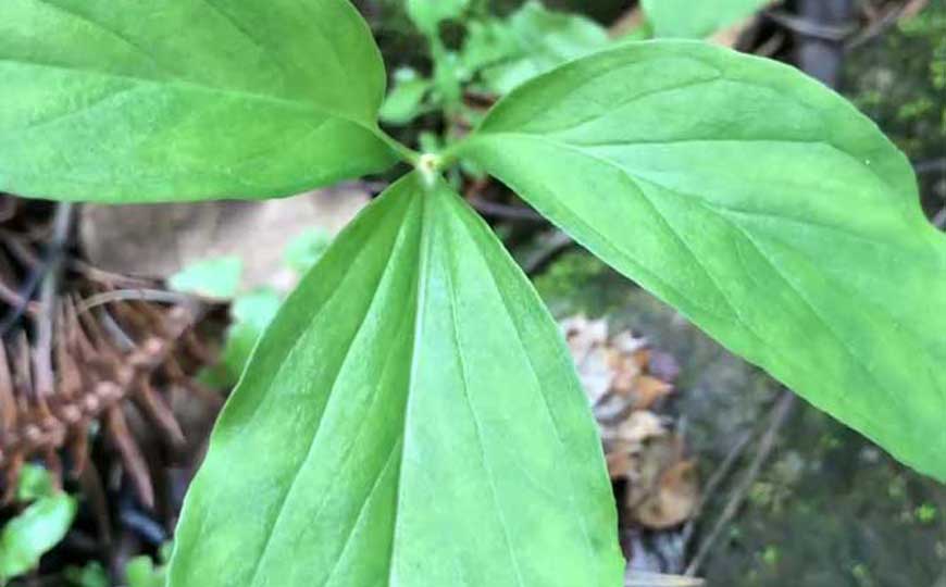 半夏是什么植物？