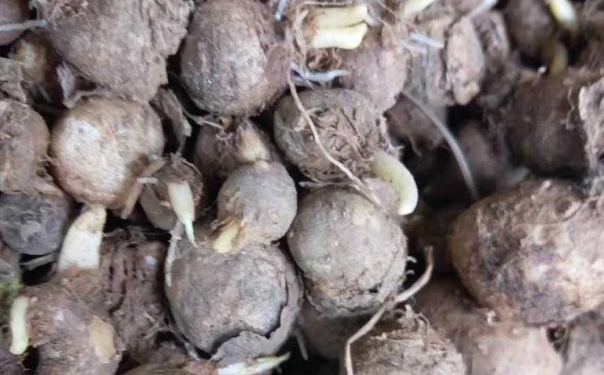 半夏价格多少钱一斤？