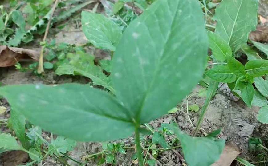 半夏种植技术及病害防治