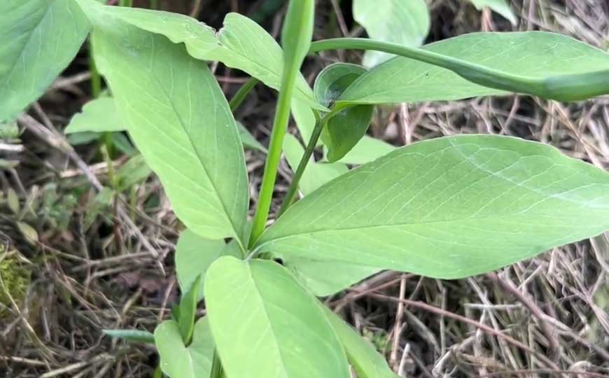 旱半夏是什么植物？