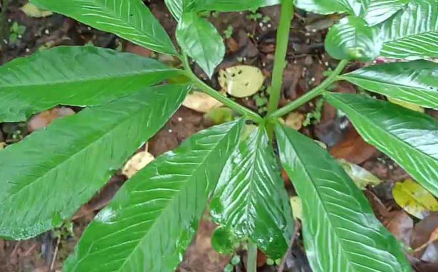 掌叶半夏是什么植物？