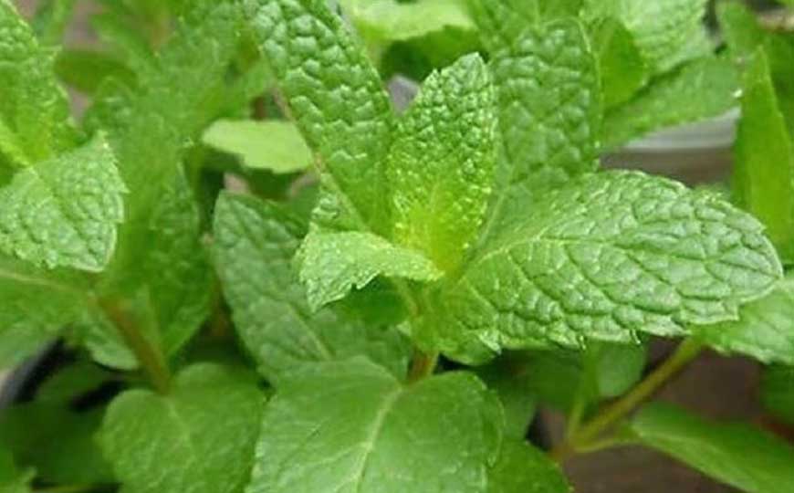薄荷(鱼香草、夜息香)