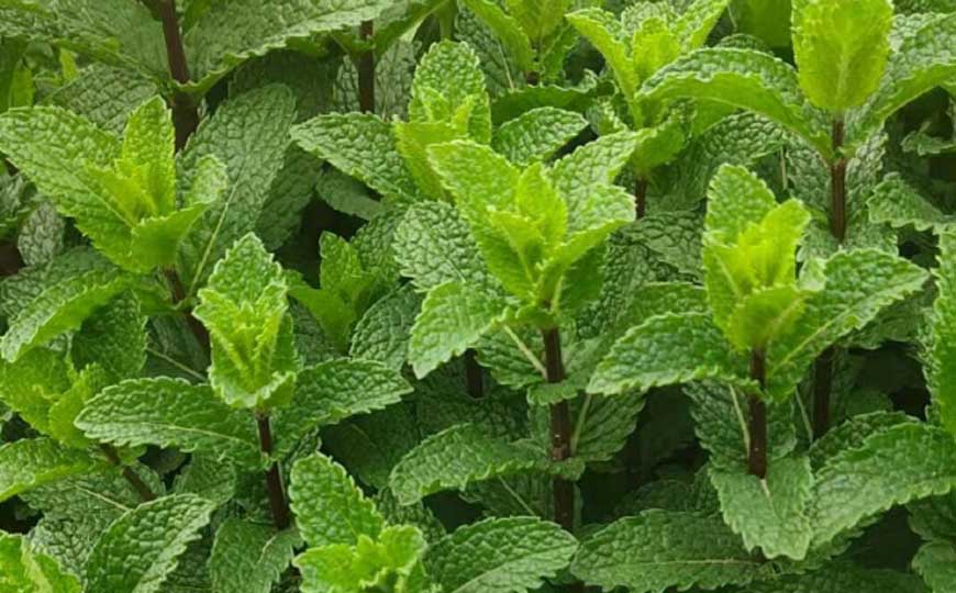 薄荷