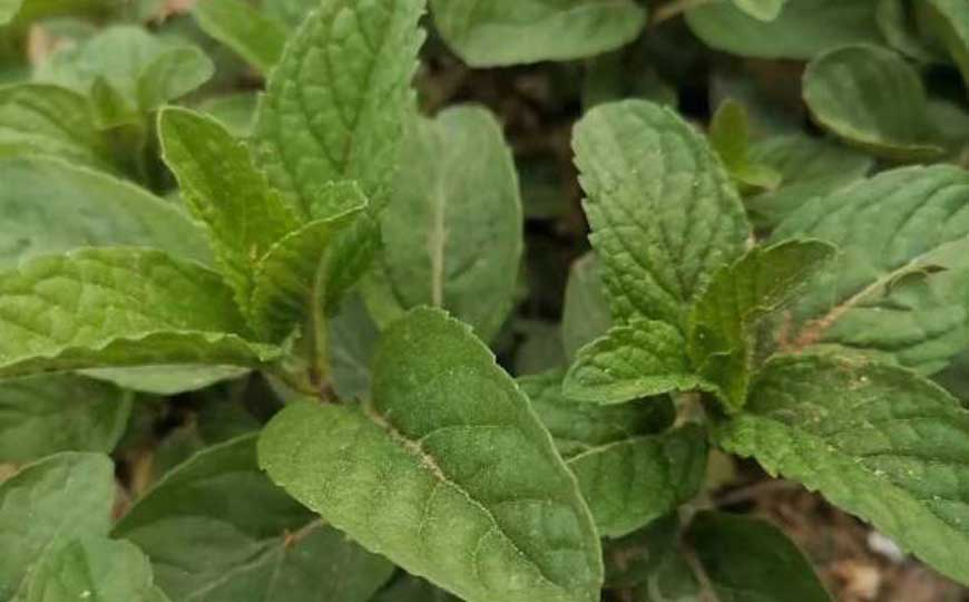 薄荷