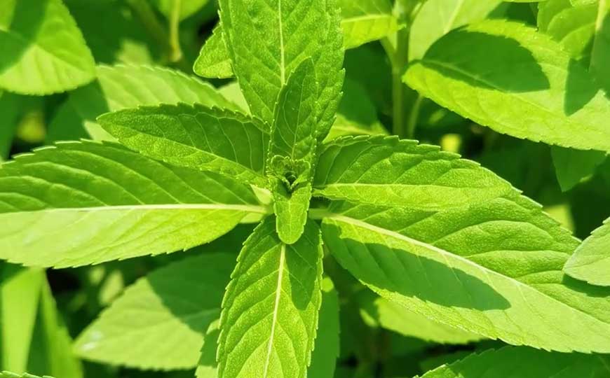 盆栽薄荷怎么养才好？