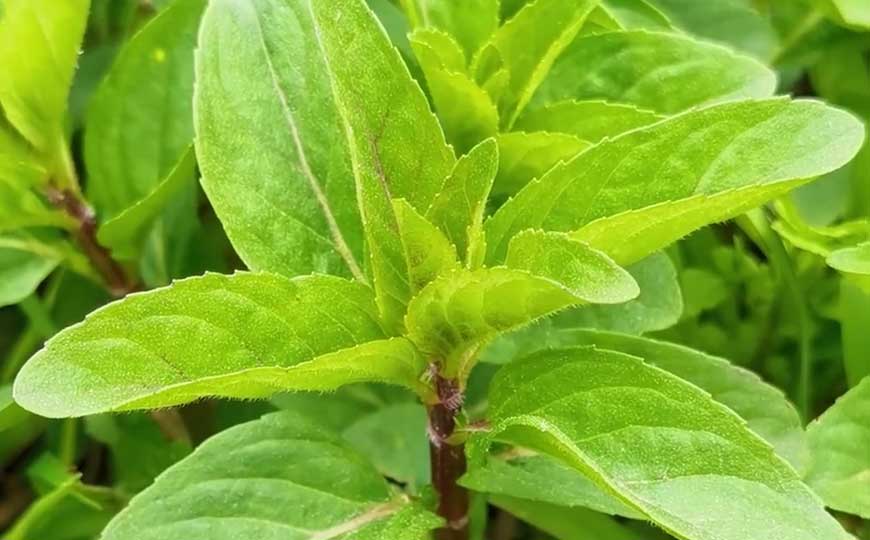 薄荷