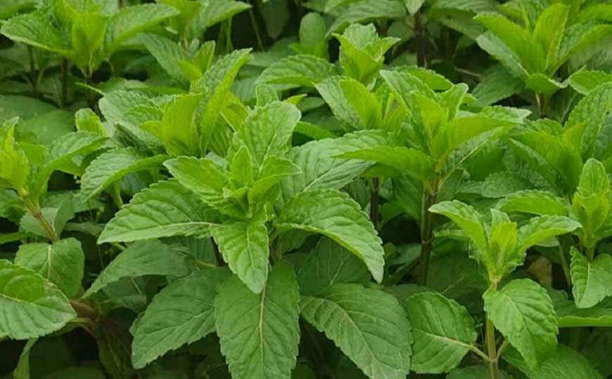 薄荷