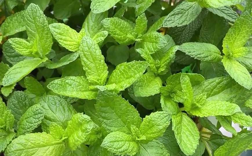 薄荷
