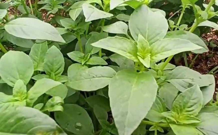 猫薄荷