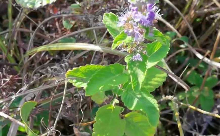 山薄荷