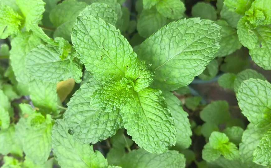 薄荷
