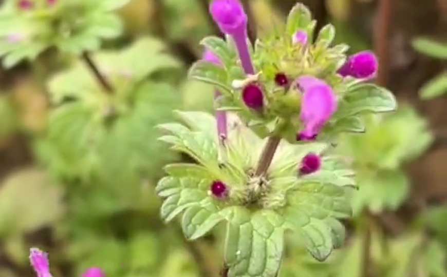 宝盖草(珍珠莲、接骨草)