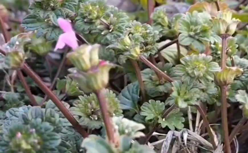 宝盖草