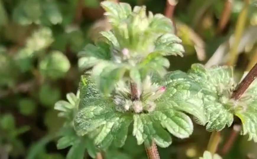 宝盖草