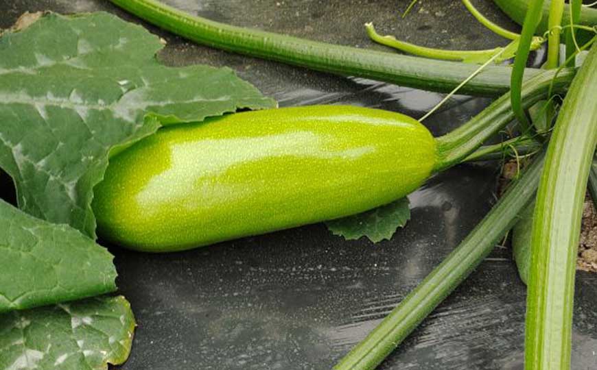 笋瓜是什么植物？