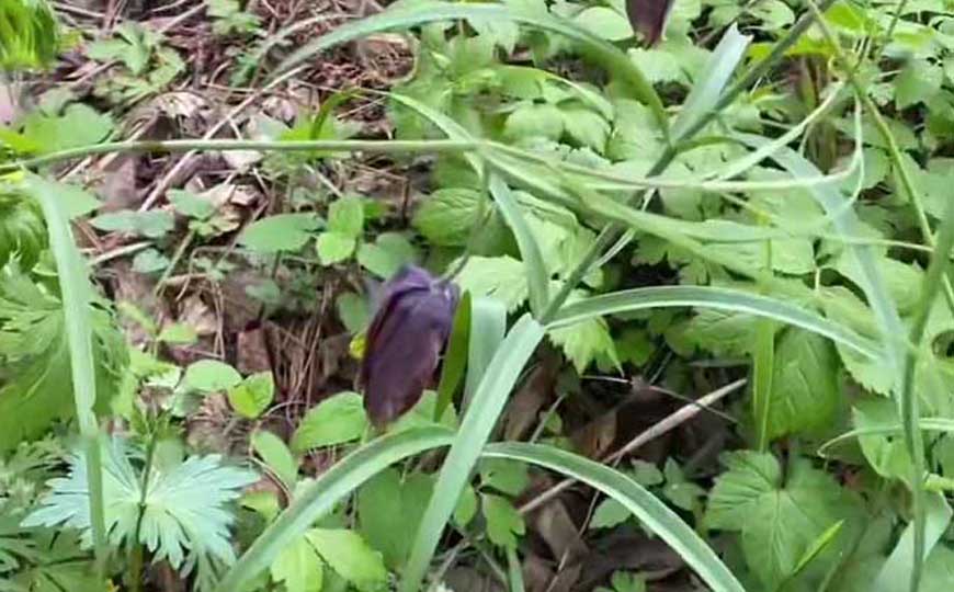 贝母