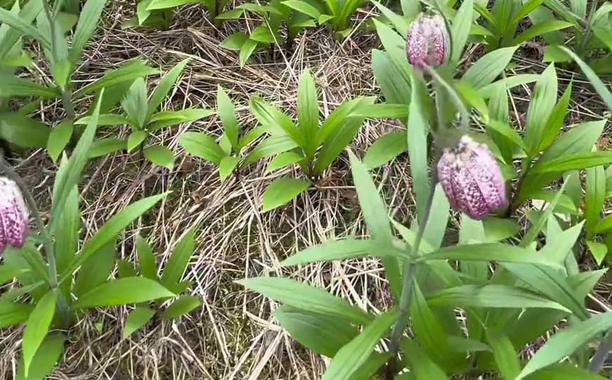 贝母是什么植物？